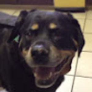 Meet your Posher, Gracie